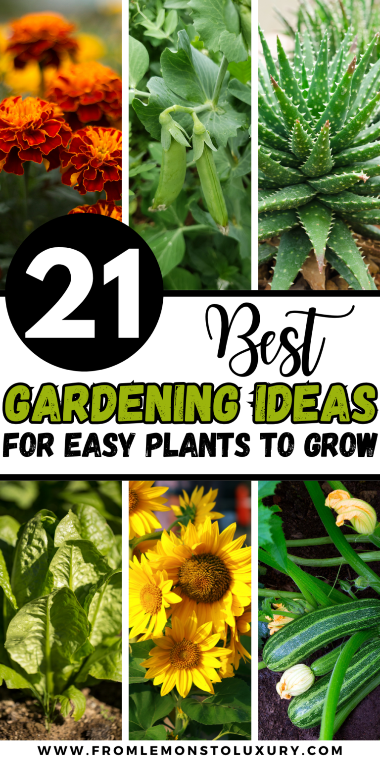21+ Best Gardening Ideas For The Easiest Plants To Grow