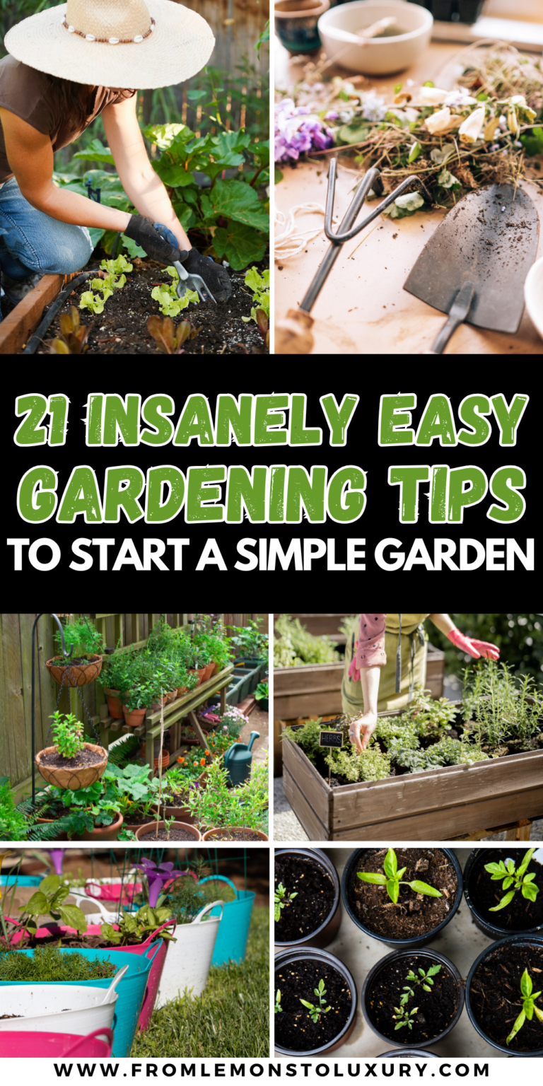 21+ Best Gardening Tips To Start A Simple Spring Garden